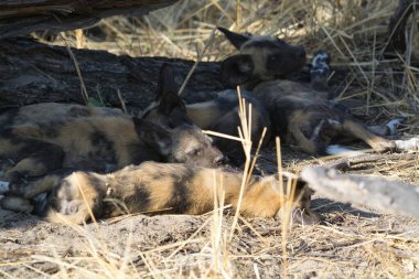 Hayvanat bahçesindeki köpek