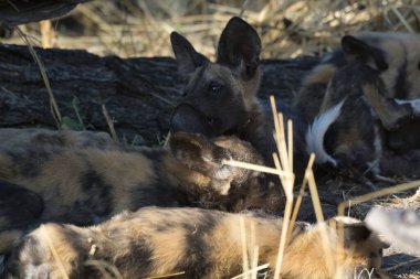 Otların arasında vahşi bir köpek