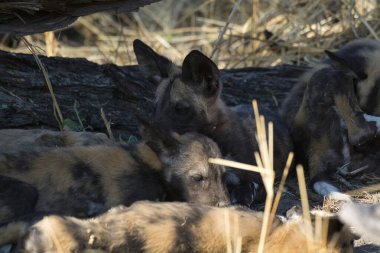 Vahşi doğada bir grup genç sırtlan köpeği.
