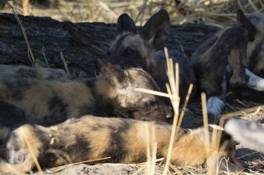 köpek çim üzerinde yalan