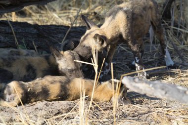 Hayvanat bahçesindeki sevimli bir köpeğin yakın plan fotoğrafı.