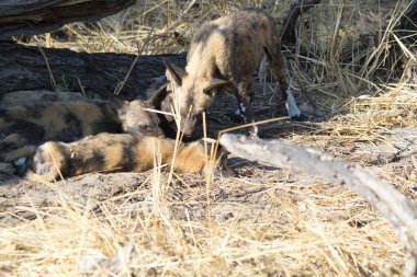 Savanadaki vahşi hyaena