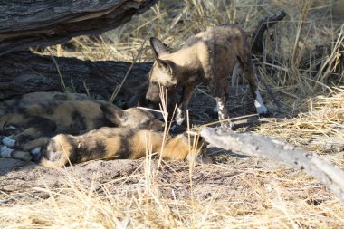 Sırtlan en büyük etoburdur.