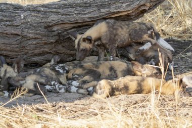 Çölde vahşi köpekler