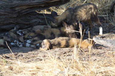 Kumsalda yatan şirin bir sırtlanın yakın plan fotoğrafı.