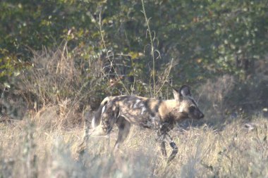 Vahşi hayvanlar, ormandaki doğa.