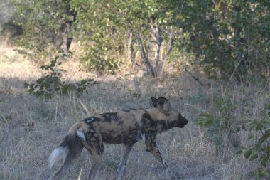 Güney Afrika 'daki Kruger Ulusal Parkı' ndaki vahşi sırtlan.
