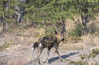 Vahşi geyik ormanda yürüyüş