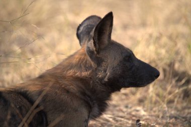 Alanında siyah köpek
