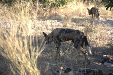savana vahşi hayvanlar