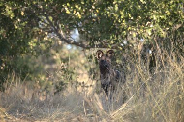 Afrika savanındaki vahşi sırtlan.