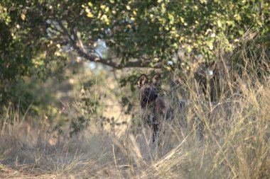 Ormanda geyik olan dişi bir erkeğin yakın çekimi.