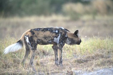 Güney Afrika 'da vahşi sırtlan