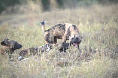 Afrika 'nın bozkırında vahşi Afrika köpekleri