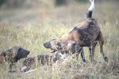 Afrika köpeği, Kruger Park, Güney Afrika