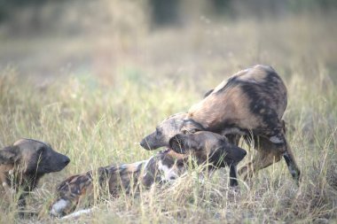 Köpekli köpek çimlerde