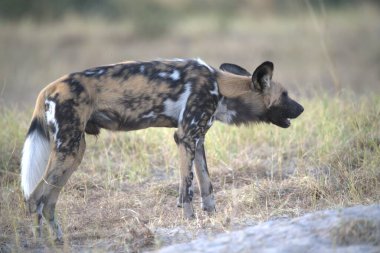 Afrika 'daki Kruger Ulusal Parkı' ndaki Afrika sırtlanı.