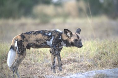 Kruger Park, Güney Afrika 'da vahşi bir köpek