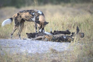 Siyah kurt vahşi doğada