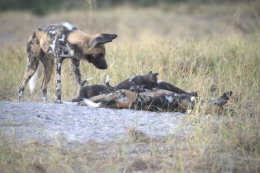 Vahşi köpekler bozkırda oynuyor.