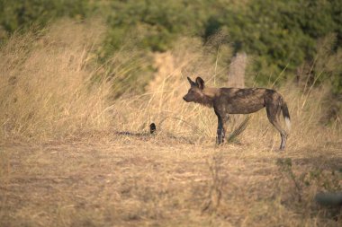 Ormandaki kırmızı geyik
