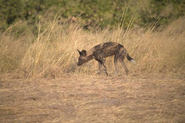 Kızıl geyik (canelus ruelus us us) Almanya 'daki ulusal parkta.