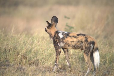 Erkek sırtlan çimlerde