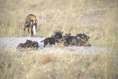 Doğadaki bir grup vahşi sırtlan