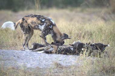 Beyaz sırtlan, Kruger Parkı