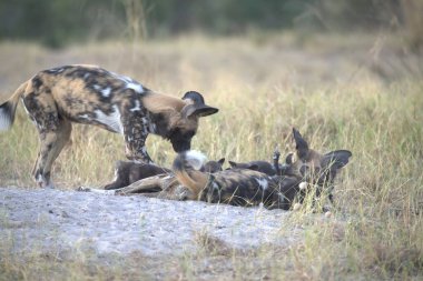 siyah - ve - beyaz köpek, hyaena, acanta pictus, yetişkin ve yetişkin, kumların üzerinde,