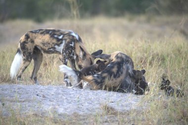 Güney Afrika 'daki Kruger Ulusal Parkı' nda beyaz sırtlan.