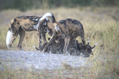 Beyaz Hyahyena / Kruger Ulusal Parkı, Güney Afrika