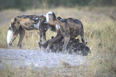 Afrikalı vahşi köpek vahşi doğada