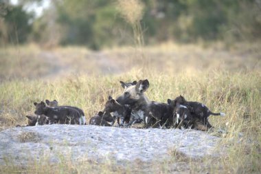 Savanadaki bir grup vahşi sırtlan.