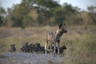 Afrika savanındaki vahşi sırtlan.
