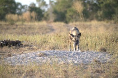 Savanadaki vahşi hayvanlar