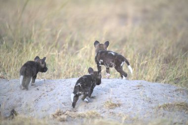 Siyah tilki yavruları kumda yürüyor.