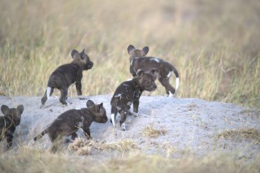 Kırmızı geyik, siyah - kuyruklu geyik (cervus elaphus) doğal habitatta, Avrupa 'da doğal habitatta İsveç,