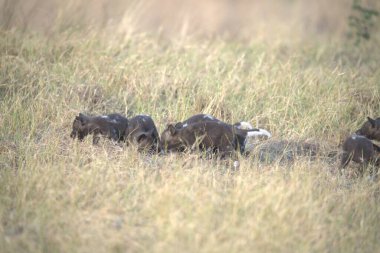 Kenya 'daki Masai Mara' nın çimlerinde bir grup siyah aslan.