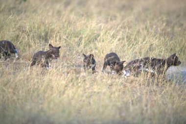 savana vahşi hayvanlar