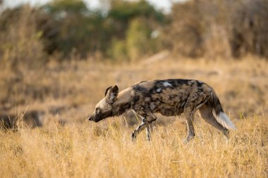 Vahşi beyaz çakal bozkırda yürüyor
