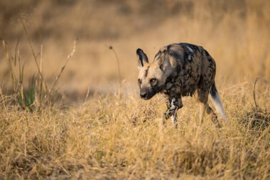 Vahşi doğada çimenlerde yürüyen yaban domuzu.