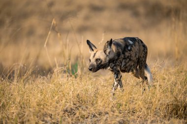Afrika vahşi köpeği Kruger Ulusal Parkı, Güney Afrika; Specie ailesi Hylocuvita