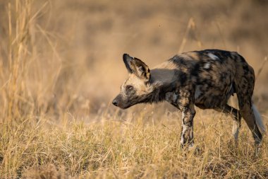 Afrika 'daki Kruger Ulusal Koruma Alanındaki vahşi sırtlan.