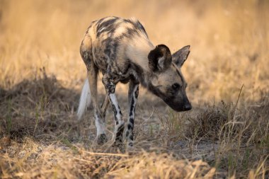 Sırtlan Kruger Ulusal Parkı, Güney Afrika