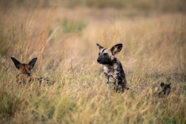 Kenya bozkırında vahşi bir köpek.