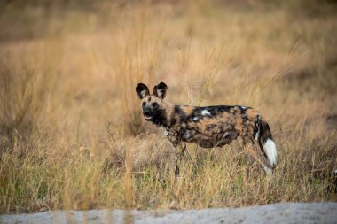 Afrika çalılıklarında vahşi siyah köpek, Kruger Milli Parkı