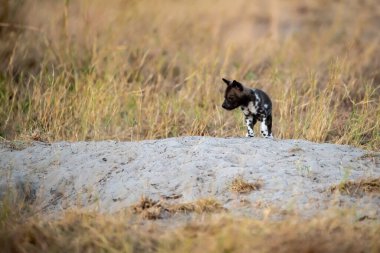 Afrika 'daki namibya çölünde vahşi siyah çakal.