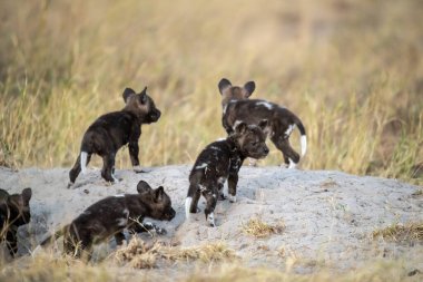 Kumda oynayan siyah köpekler