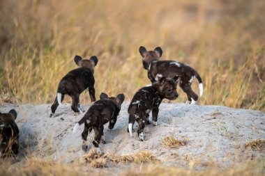 Köpek parkta koşuyor.